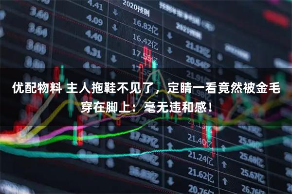 优配物料 主人拖鞋不见了，定睛一看竟然被金毛穿在脚上：毫无违和感！